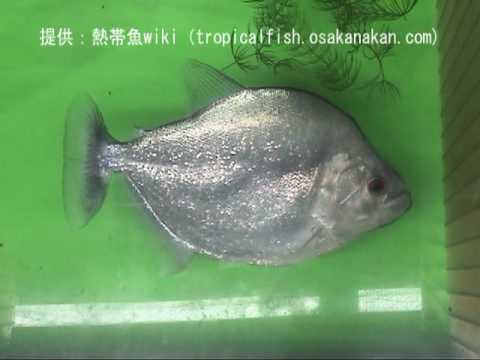 ラインノーズ・ピラニア（Violet line piranha）」学名：Serrasalmus
