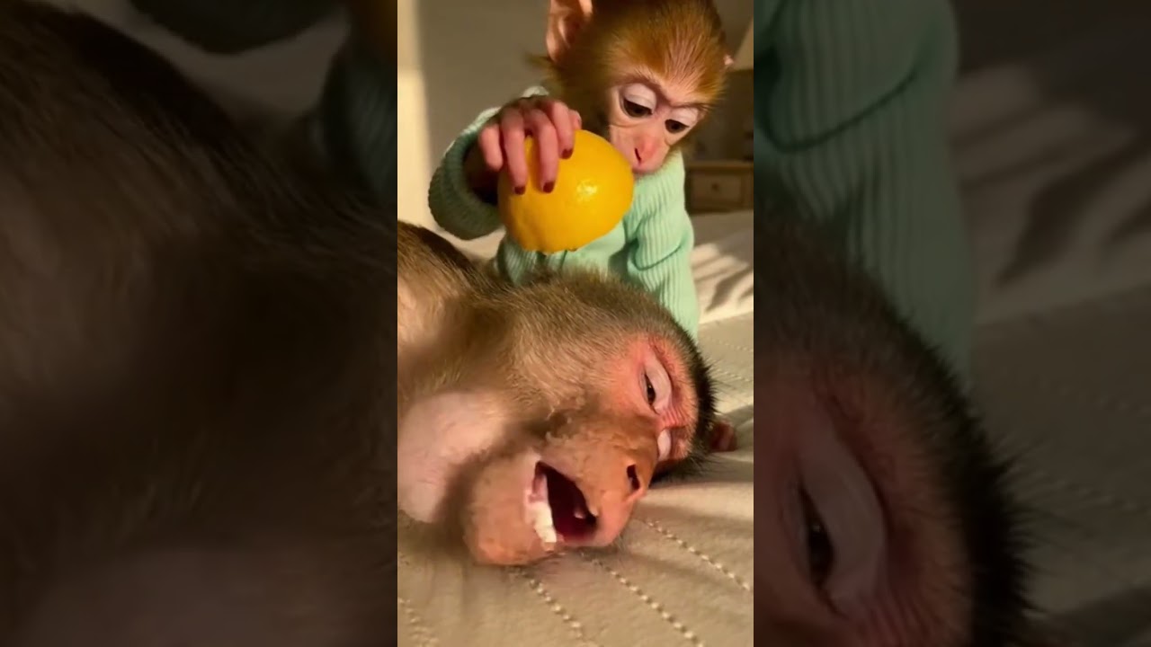 🤣🤣 Just Kidding Mama Monkey 😂😂 Watch this hilarious prank 