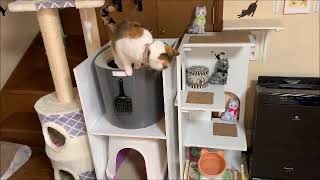手作り2階建てトイレを使い始めた猫！