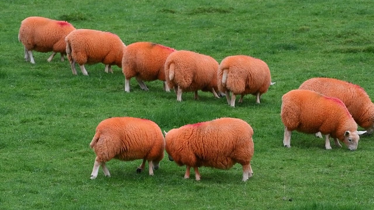 A Farmer Spray Paints His Sheep Orange To Stop Thieves! YouTube