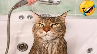 Funny Pets Until Tears / Funny Cats 2022 / Jokes with Cats / Funny ANIMALS video by Good Cat 5,052 views 1 year ago 10 minutes, 31 seconds