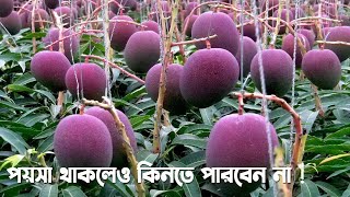 জাপানের এই আম কেন এত দামি? World's Most Expensive Mango | Miyazaki Mango In Bangla screenshot 5