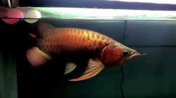 Cá rồng huyết lonh vô địch indonesia 2016