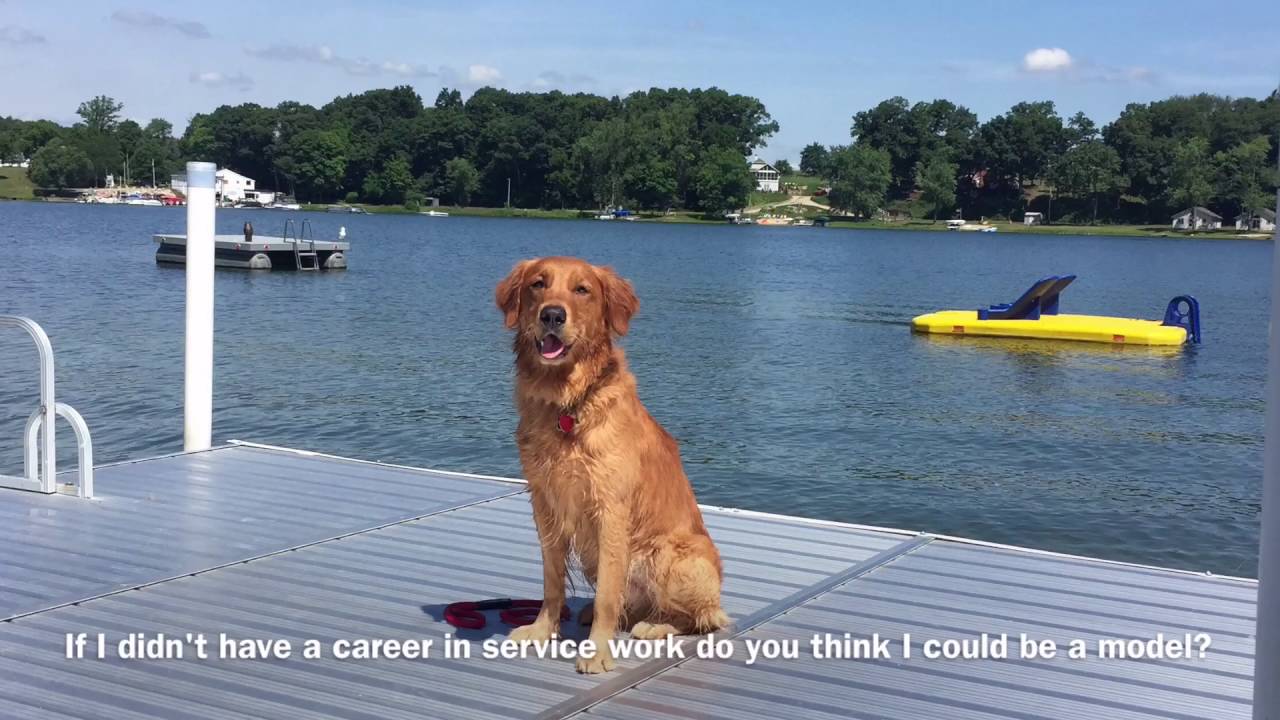 Diabetic Alert Dog -Bentley- IN TRAINING ON VACATION. airplane, fair, lake... obedience to authority