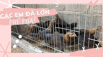 Còn lại mấy em gà rừng cuối mùa 2023 để ngắm chơi. #greenforestlife #gàrừng #robert