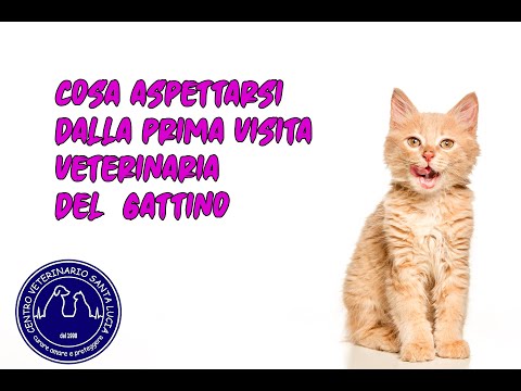 Video: Come capire il linguaggio del corpo di gatto