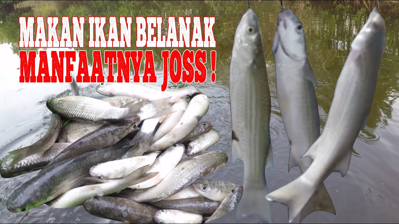 MANCING BELANAK, MAKAN IKANNYA MANFAATNYA JOS !