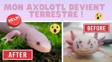 Axo News #9 MON AXOLOTL DEVIENT TERRESTRE !!! La Métamorphose, qu