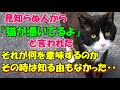 #147【猫の不思議な話】霊能力者と言われる人から背後に猫が憑いてるよと言われた それが何を意味するのかその時はまだ知る由もなかった・・【朗読】