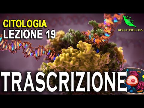 La TRASCRIZIONE del DNA -Citologia lezione 19