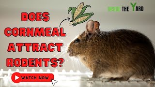 Does Cornmeal Attract Rodents? Essential Facts To Know About Cornmeals