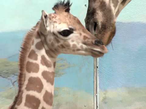 Video: Bronx Zoo Lar Deg Kalle En Kakerlakk Til Valentinsdagen