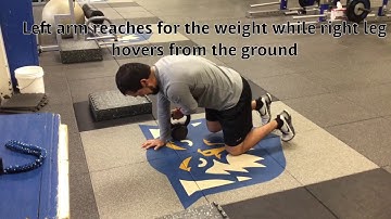 Quadruped Birddog w/ Pull through