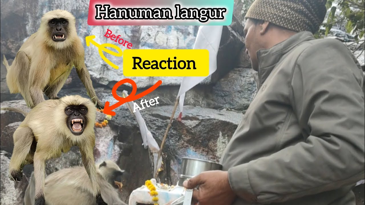 Hanuman langur || Langoor Zoom Ji Ka Top Vlog || हनुमान लंगूर || Angry Langoor😱 Big Size Langur 😡