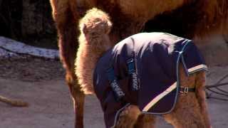Baby Camel gets a Coat - Cincinnati Zoo