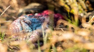 Turkey Hunting: Dropping A Big Eastern Strutter At Sunset