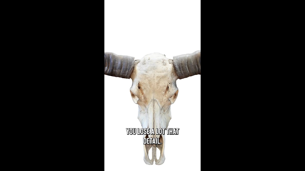 Flesh Eating Beetles that Help the Taxidermy Field