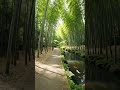 #japan/peaceful bambo forest