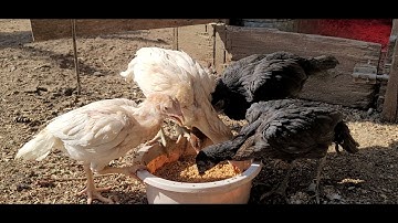 UPDATED COV ME NYUAM QAIB EJ