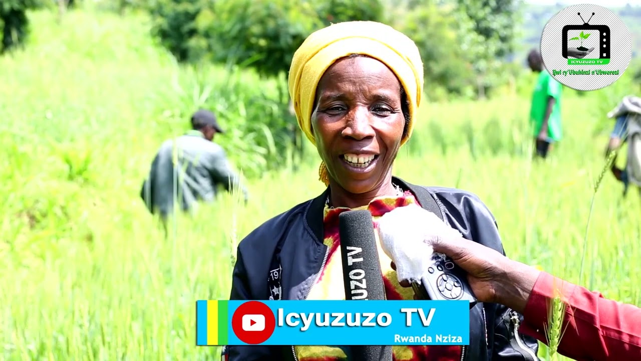 Фермеры, выращивающие пшеницу, гордятся своим недавним урожаем благодаря проекту #Green_Gicumbi