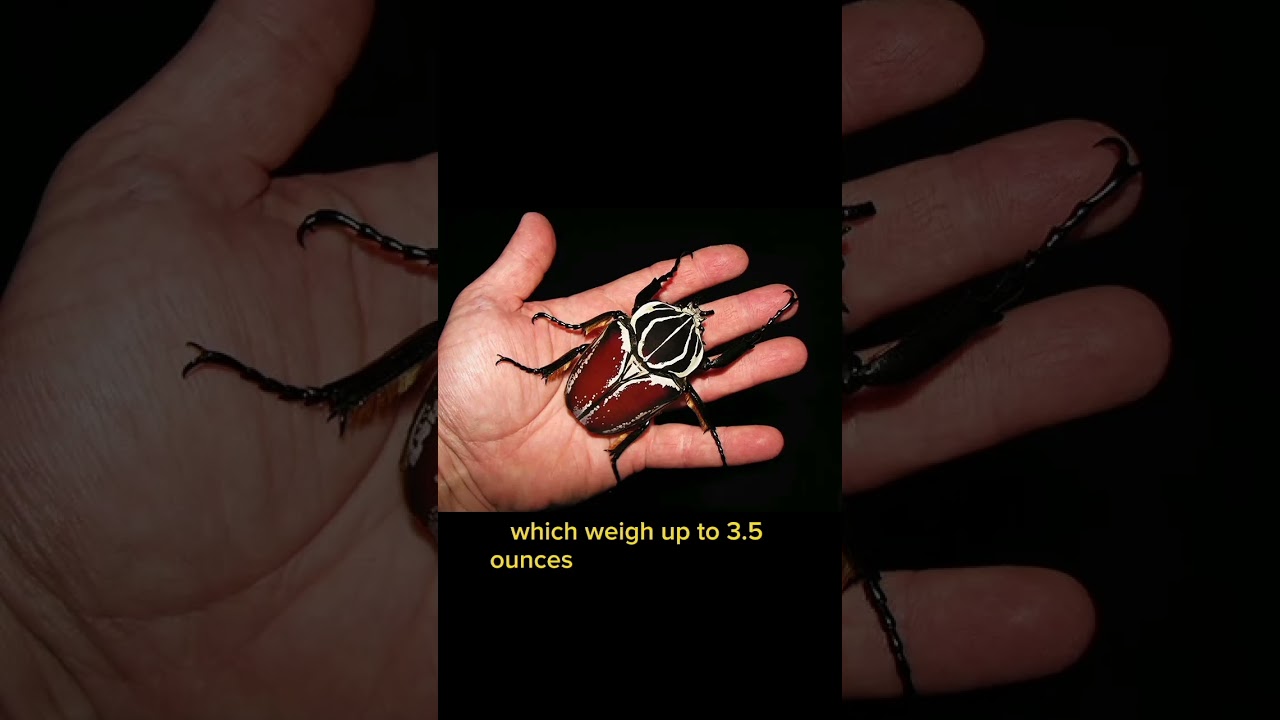 largest insect on the planet