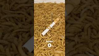 Cigarette Vs Mealworms Timelapse