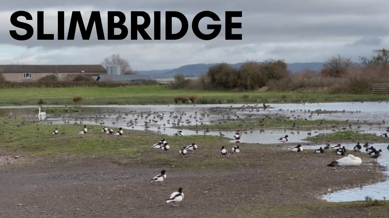 ONE MINUTE OF RELAXATION | WWT SLIMBRIDGE | NATURE | WILDILFE