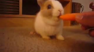 coniglietto adorabile mangia una carota!!