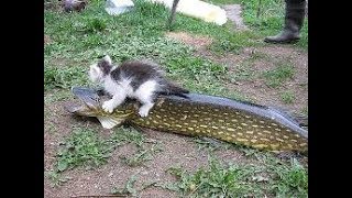 Кот обормот отнимает рыбу | The cat takes away the fish Кот обормот отнимает рыбу | The cat takes away the fish