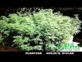 Jorge cervantes outdoor marijuana grow time lapse