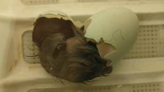 Ameraucana chick hatching