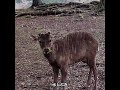 水しぶきの鹿さん #deerpark #奈良公園 #鹿