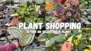 HOUSEPLANT SHOPPING & TIPS ON CHOOSING A PLANT| Parkway Garden Centre