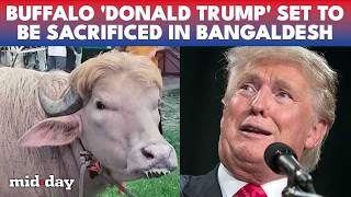 Viral “Donald Trump” Buffalo In Dhaka To Be SLAUGHTERED, People Flock For A Glimpse Ahead Of Eid
