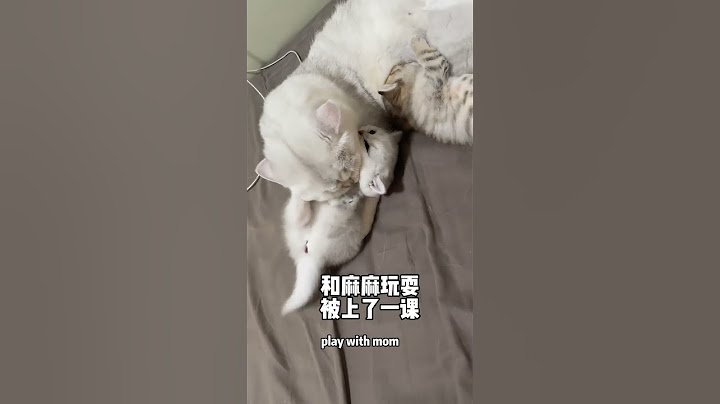 The Growth Diary of a Kitten: Growing Up Together with You!😻#shorts #BritishShorthair #cat #ねこ