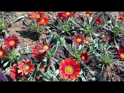 Video: Natutulog Na Gazania