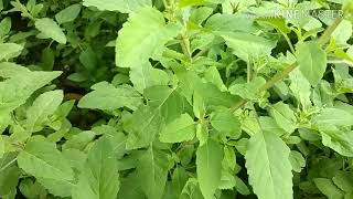 ধজভঙ্গ রোগে। The root of this tree is the great medicine for breakthrough and debilitating disease.