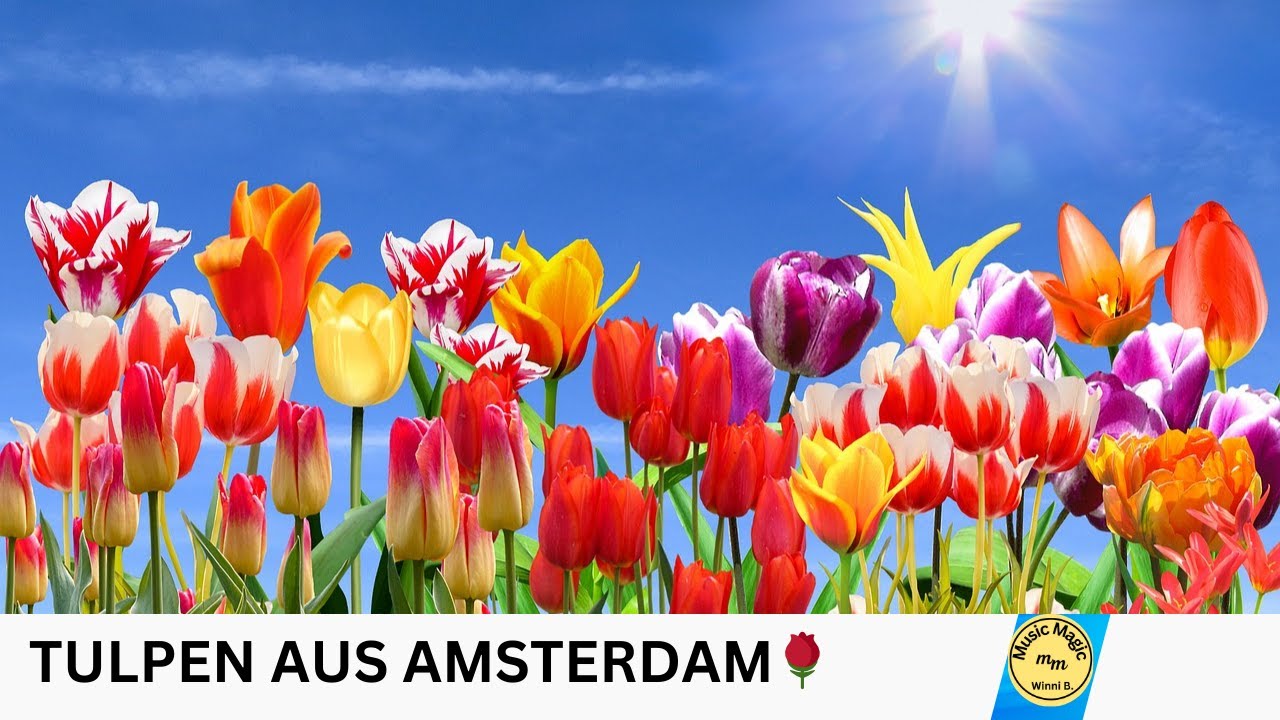 Tulpen aus Amsterdam - Drehorgel Sound | Instrumental Music | Keyboard Cover