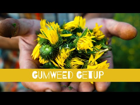 Gumweed Getup | With the Herbal Jedi