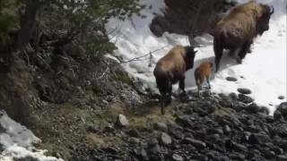 Самые экстремальные хищники (Документальный(на англ)) Самые экстремальные хищники (Документальный(на англ))