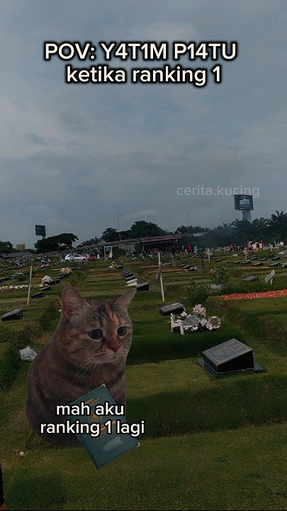 noo #kucing #kucinglucu #kucingmeme #kucingngakak