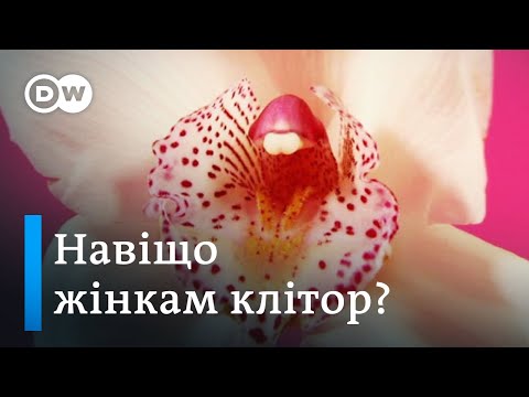 Клітор - жіночий пеніс? Гінеколог про секрети жіночого оргазму | DW Ukrainian