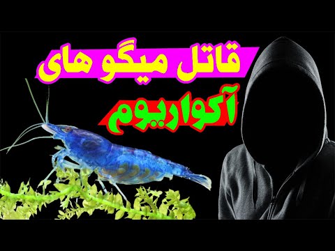 تصویری: حلزون های موجود در آکواریوم برای چه کاری هستند؟