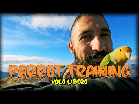COME ADDESTRARE un pappagallo al VOLO LIBERO | PARROT flying outdoors