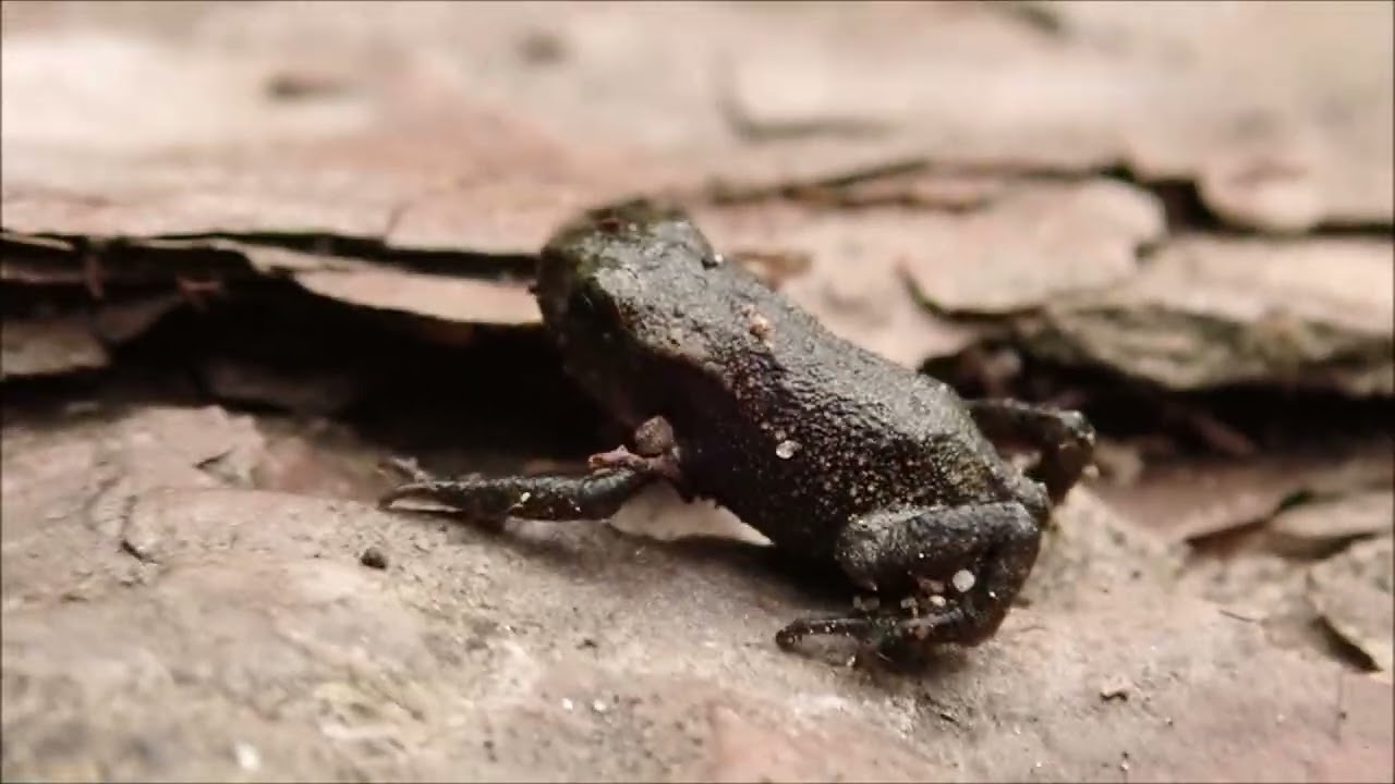 Frog Population Explosion In Beaver Pond