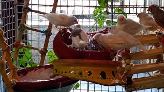 Zebra Finch taking a bath