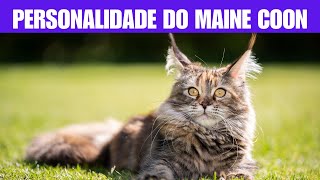 Qual é a personalidade do gato Maine Coon? by Pet Feliz a Vida Secreta dos Bichos 43 views 1 day ago 4 minutes, 36 seconds