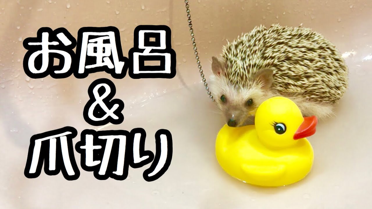 ドキッ!スリルだらけの爪切り大会!こねこも出るよ!