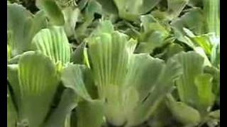 Plantas Acuáticas - Pistia Stratiotes