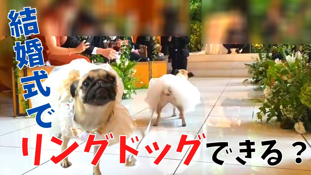 結婚式でリングドッグ 飼い主に指輪をお届けできるのか パグ犬 Youtube